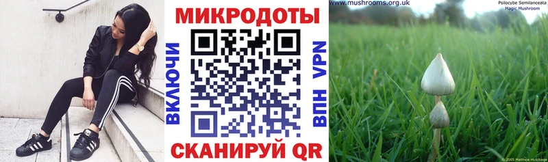Галлюциногенные грибы Psilocybe  Купить  Долгопрудный 